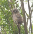 /album/my-local-birding-gallery/baby-tawny-owl-ossett-jpg/